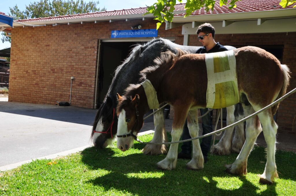 Perth Equine Hospital