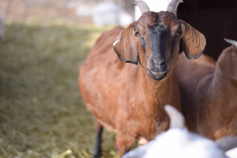 Pregnant goat