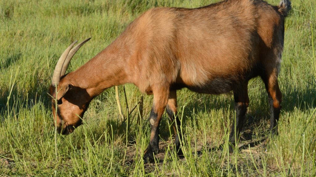 Pregnant goat grazing