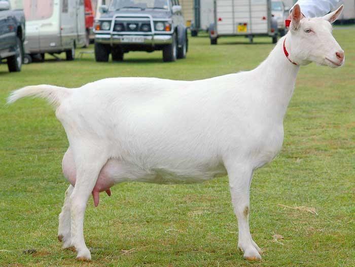 Saanen Goat