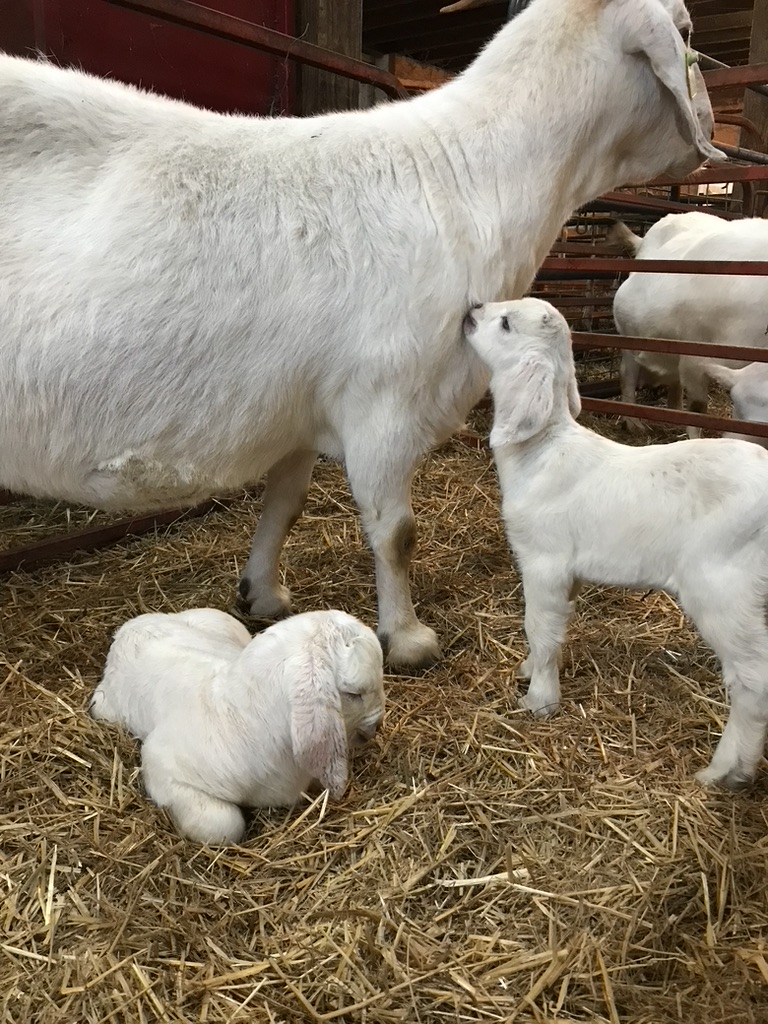Savanna Goat with its kids