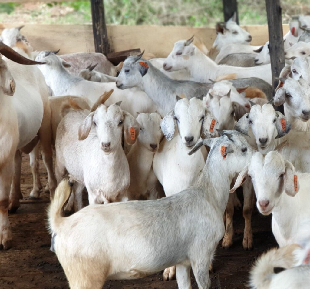 Savanna Goats