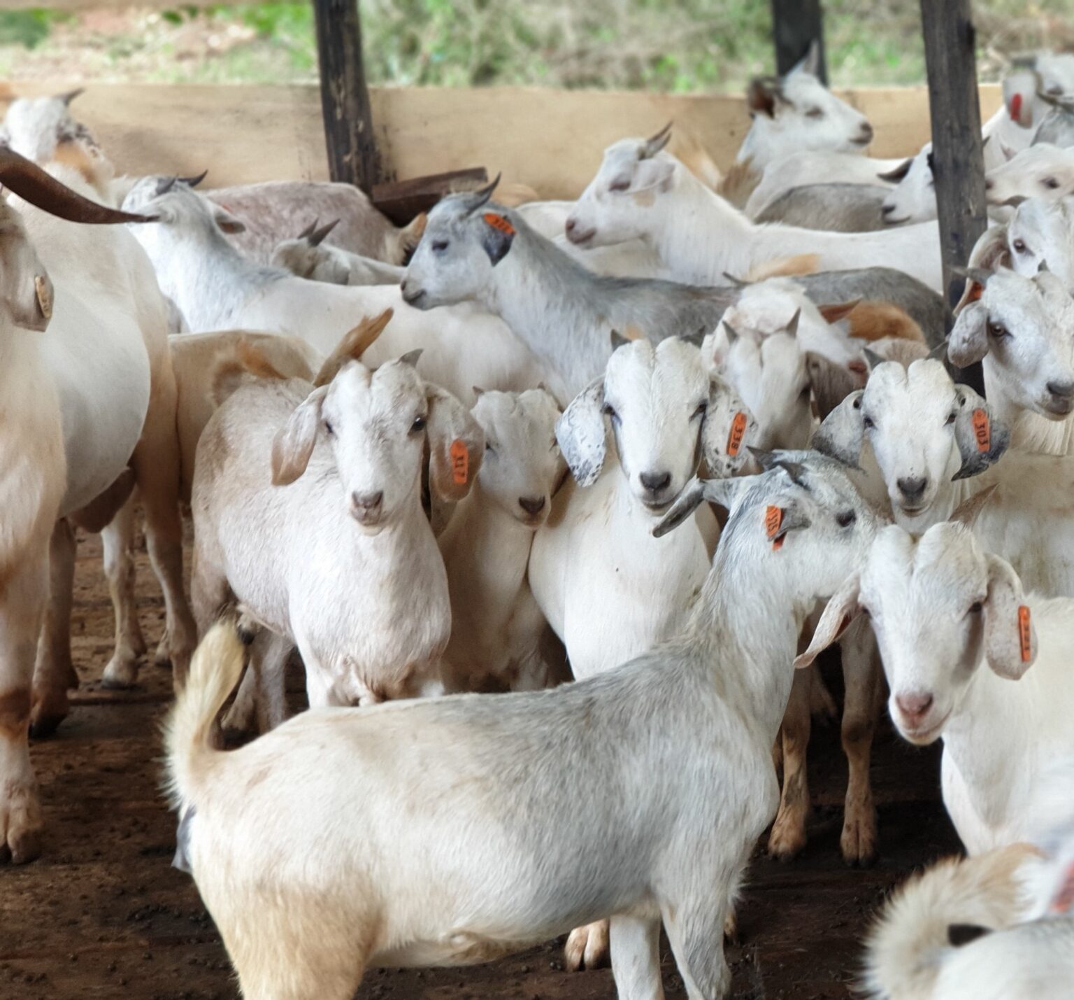 Savanna Goats