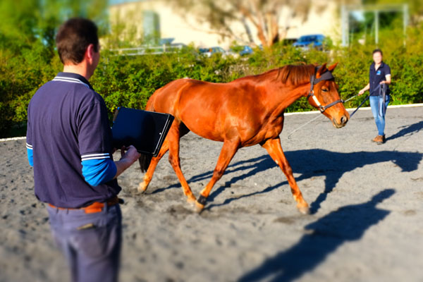 South Eastern Equine Hospital