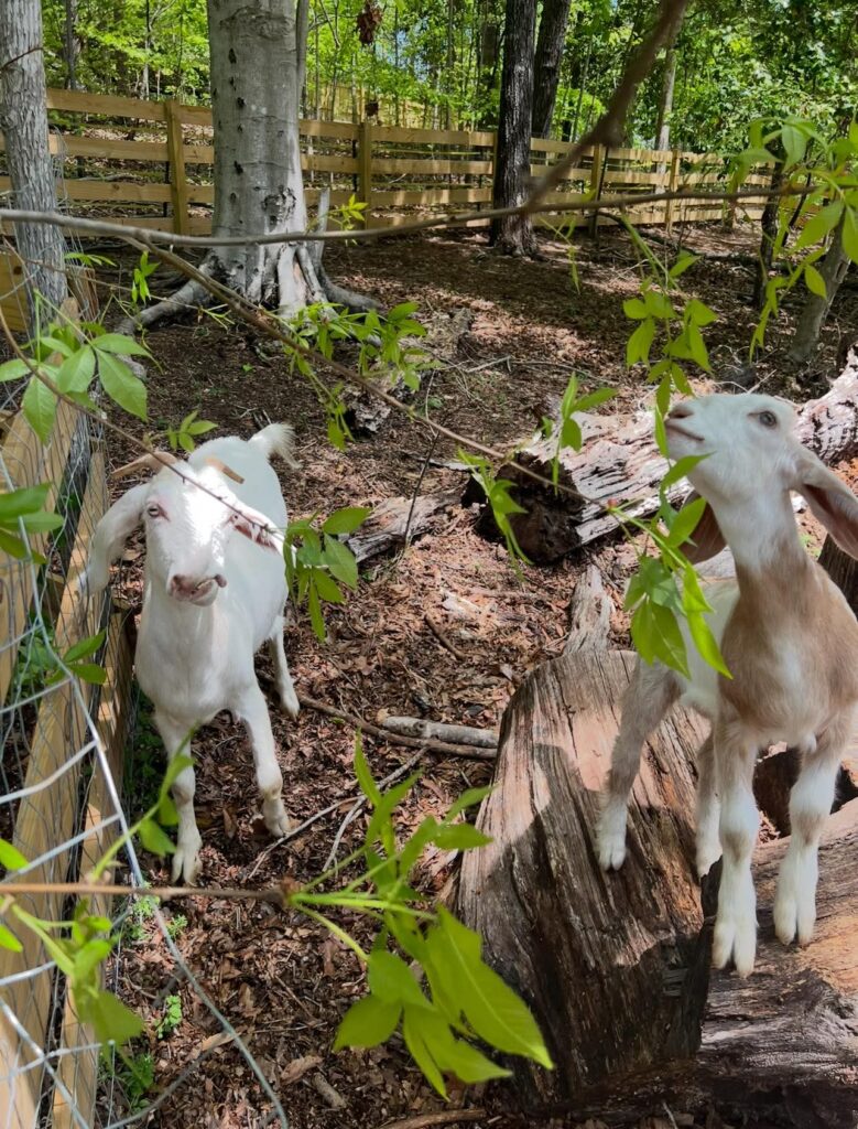 Two goats feeding on tree leaves