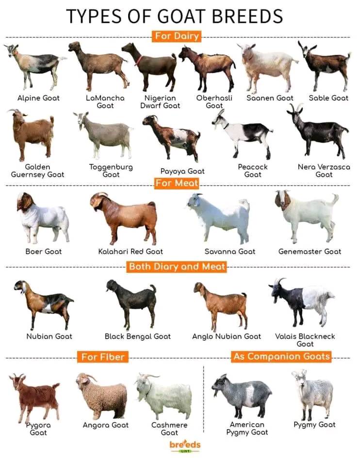 Goat Breed
