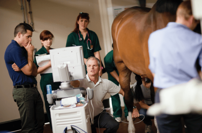 University of Melbourne Equine Centre