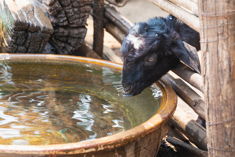 Water drinking goat