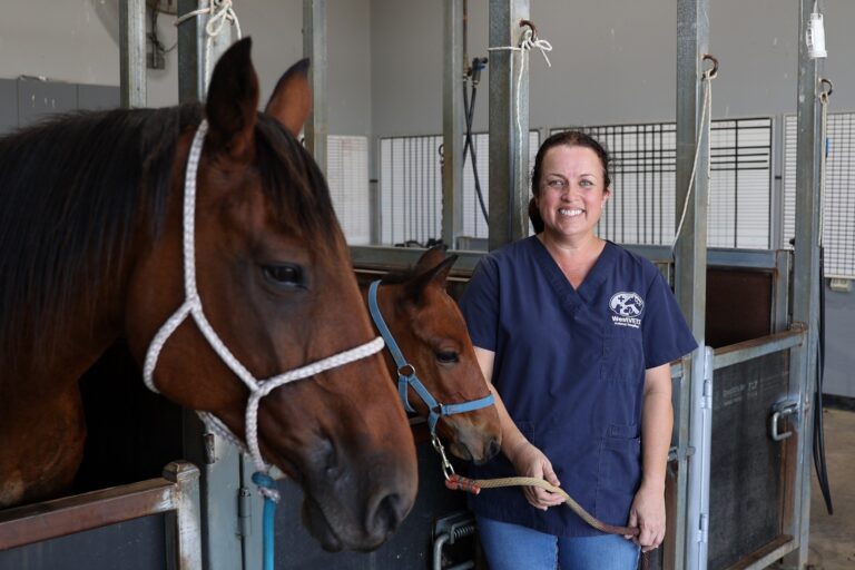 WestVETS Equine Hospital