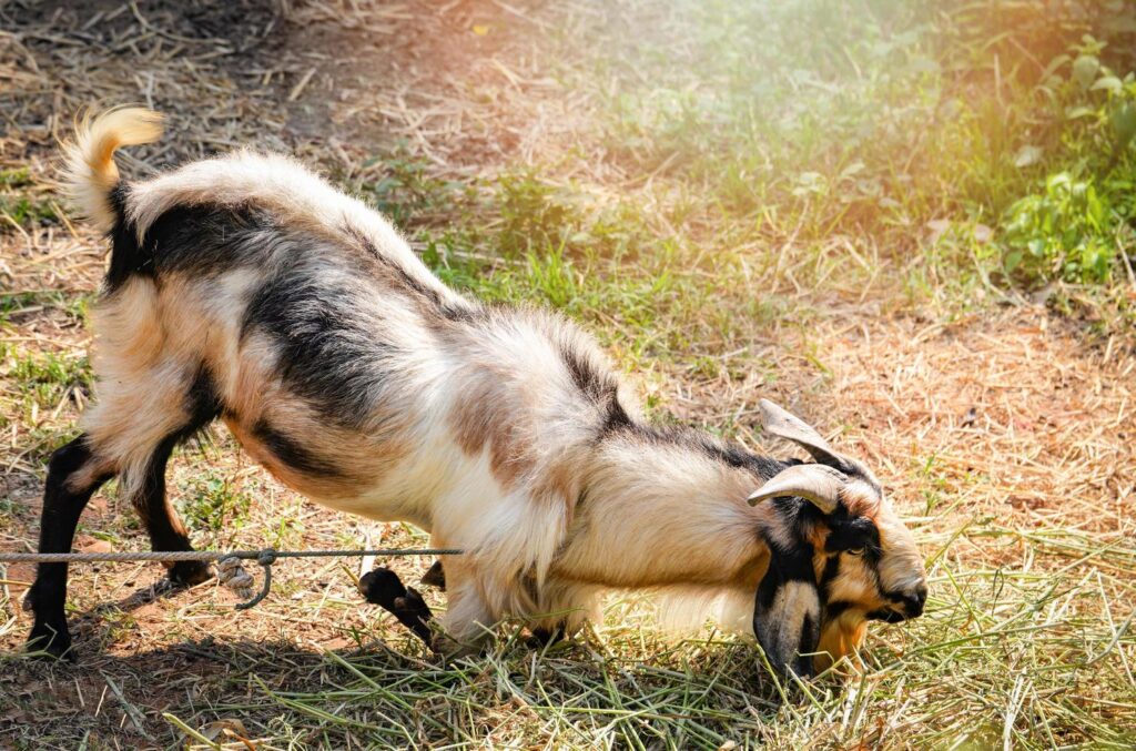 a restrained goat