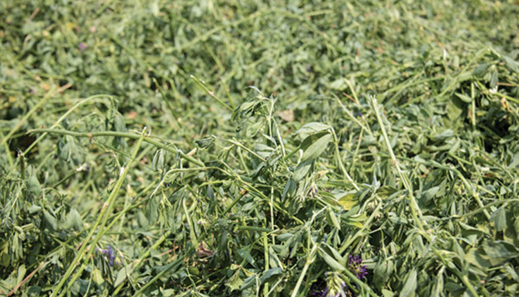 alfalfa leafy forage
