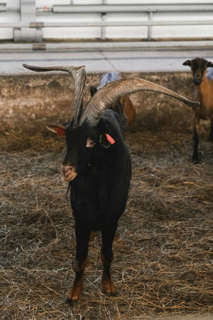 Spanish goat standing in a barn, showcasing its impressive horns and natural beauty.