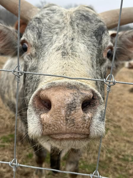 A cattle's nose prints