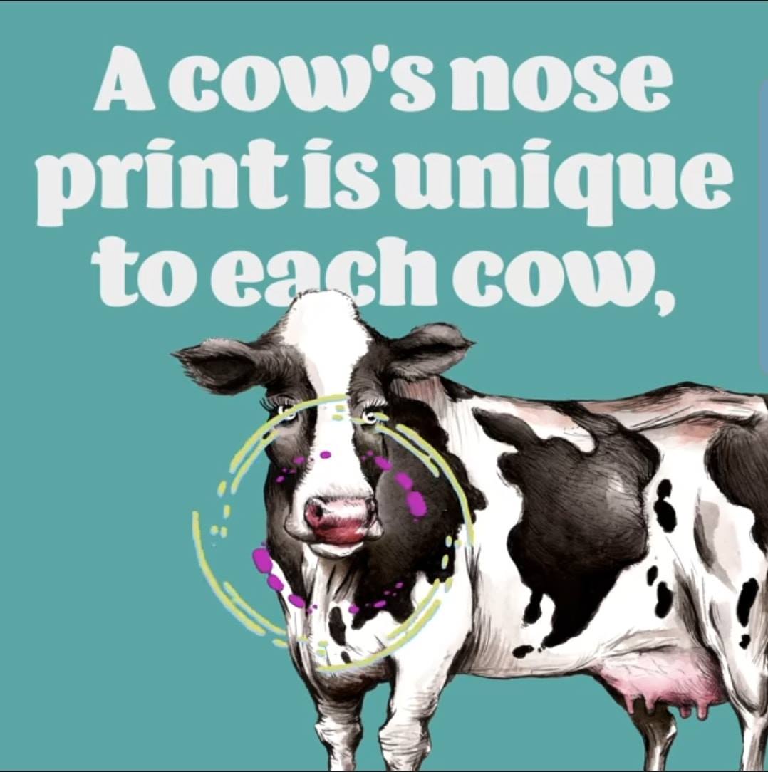 A cow's nose print is unique