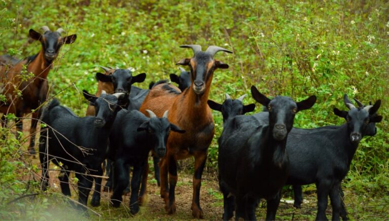 A herd of spanish goats