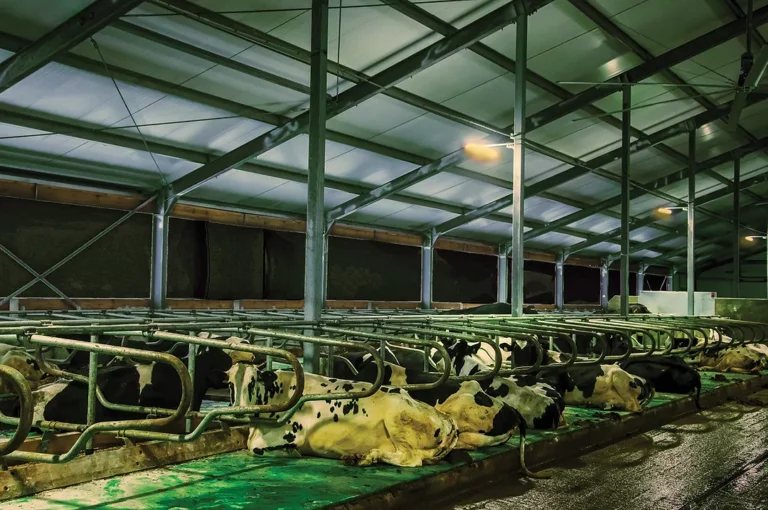 Adequate lighting for Cattle Housing