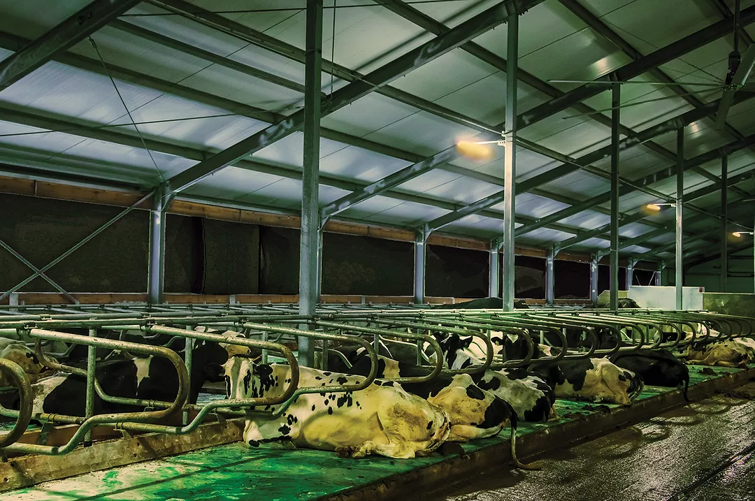 Adequate lighting for Cattle Housing