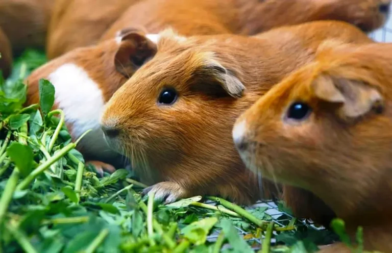 Andean Guinea Pigs Feeding on Pasture