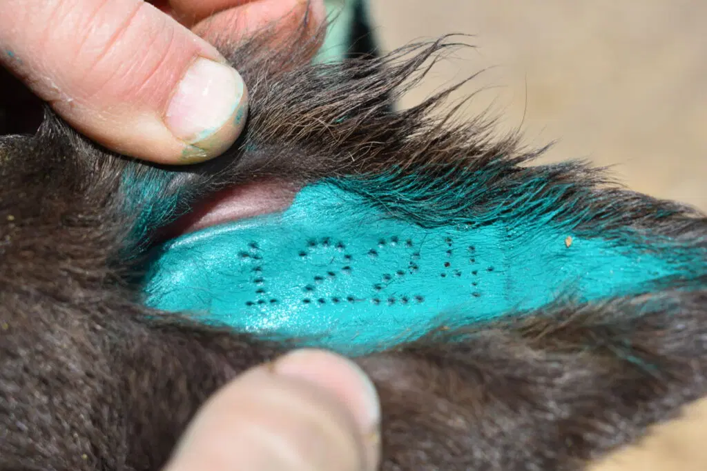 Farmer using a tattoo gun to apply a permanent identification number to a cow’s ear.