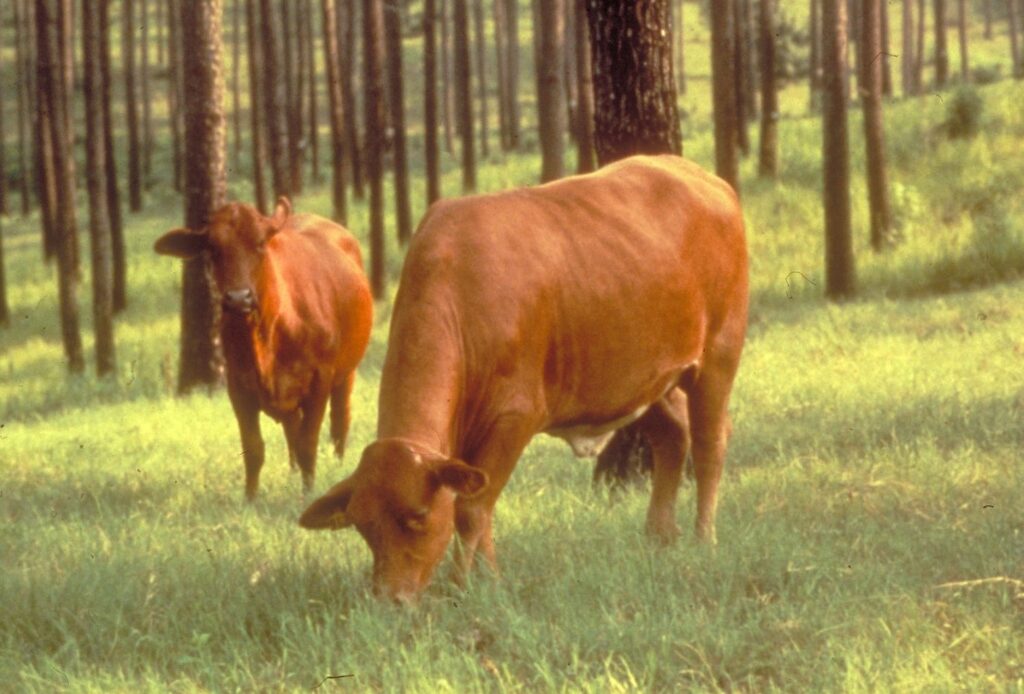 Brahman cattle grazing in a shaded pasture