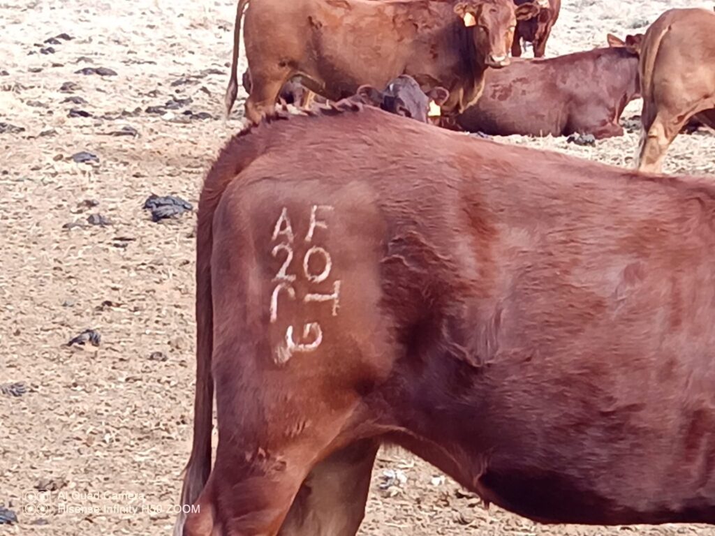 Branded cattle
