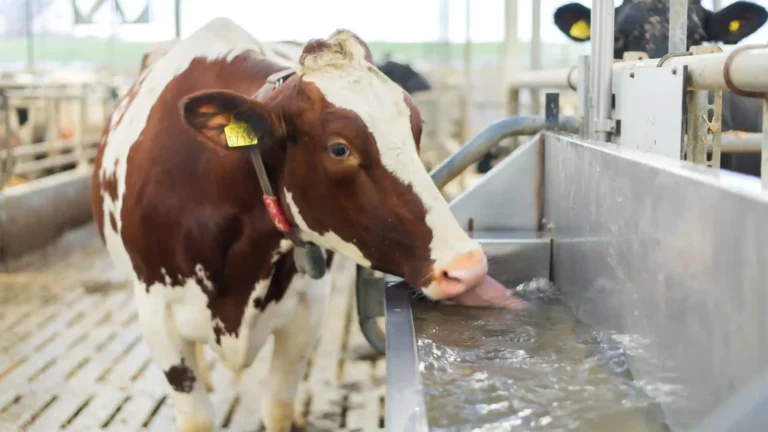 Cattle Drinking Water