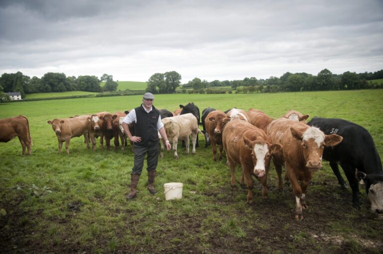 Cattle Farm in Ireland