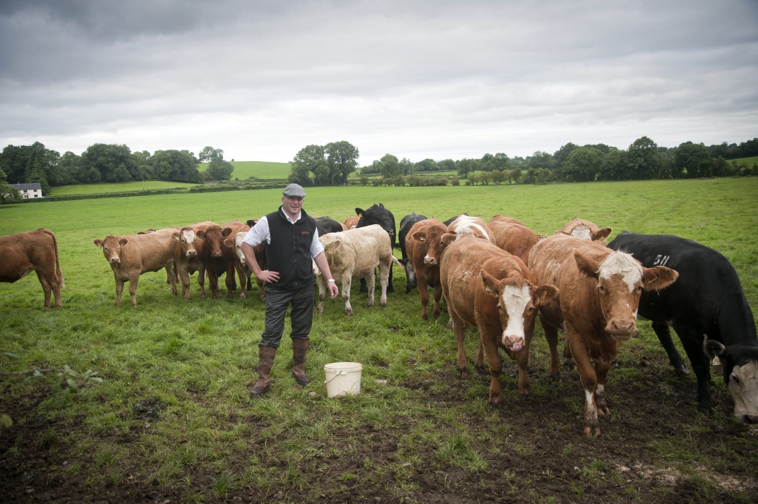 Cattle Farm in Ireland