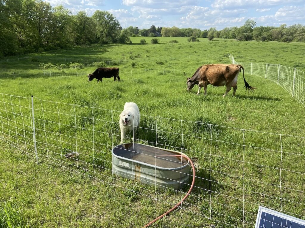 Cattle grazing in a divided paddock with fencing for rotational grazing