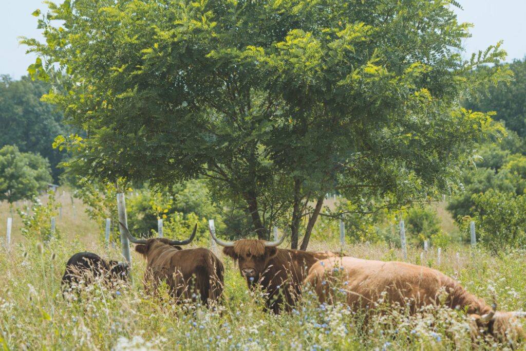 Cattle grazing in a shaded pasture