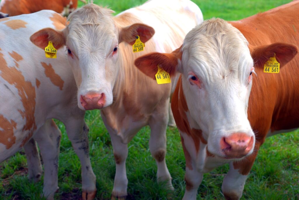 Yellow plastic ear tag on a cow’s ear displaying a unique identification number.