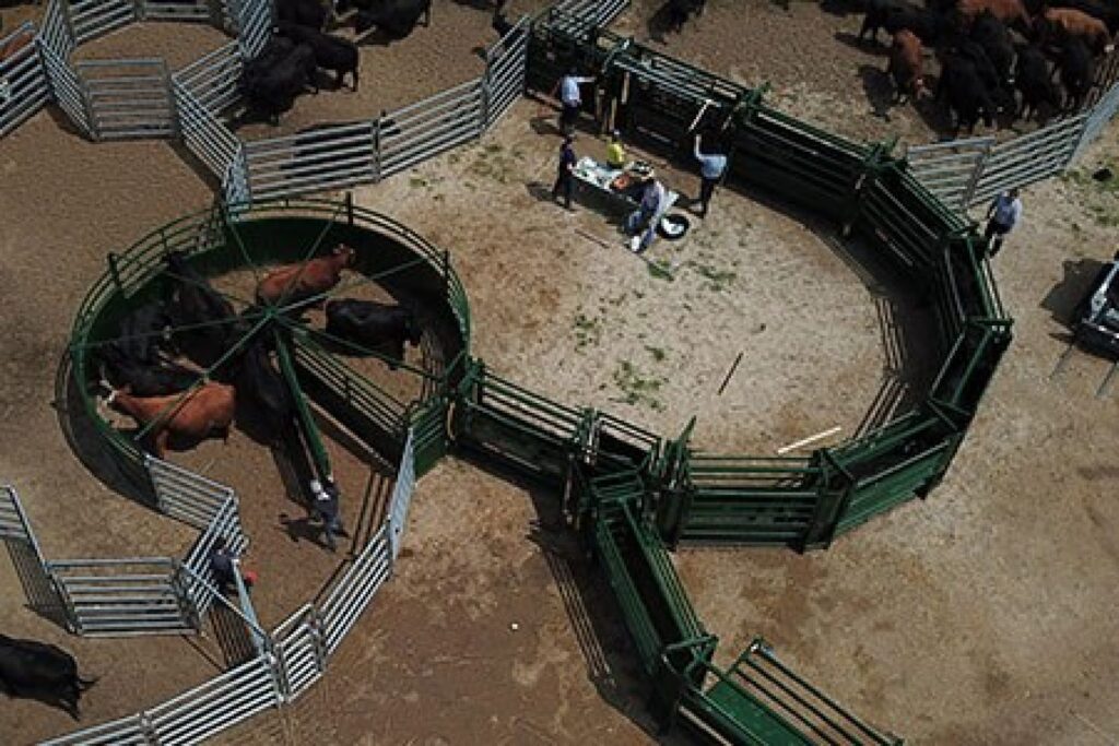 Curved Alley Housing System for Cattle