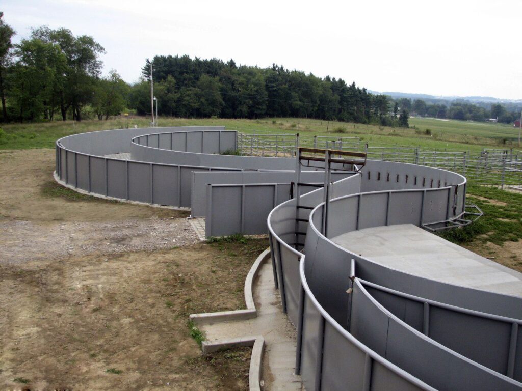 Curved Chute for Cattle