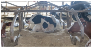 Dairy barn with cows on sand bedding