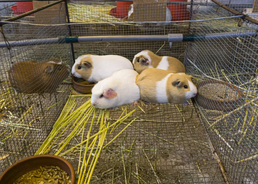 Enclosed Peruvian Guinea Pigs
