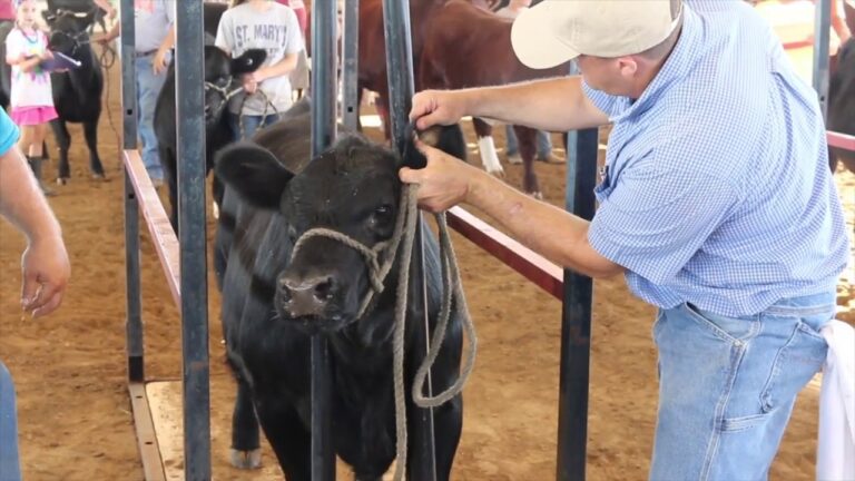 Farmer applying an identification system to his cattle