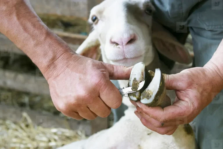 Maintaining goats' hooves between professional trimming services in Australia.