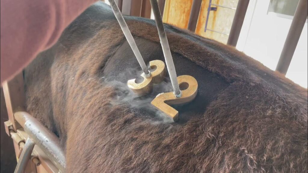 Freeze-branded cow showing a clear identification mark on its hide