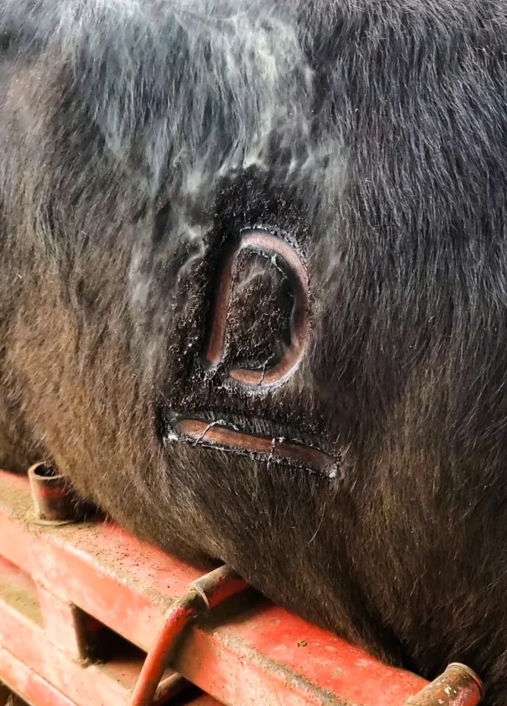 Freshly Branded Cattle