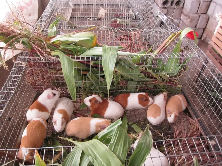 Guinea Pigs Feeding on Stalks