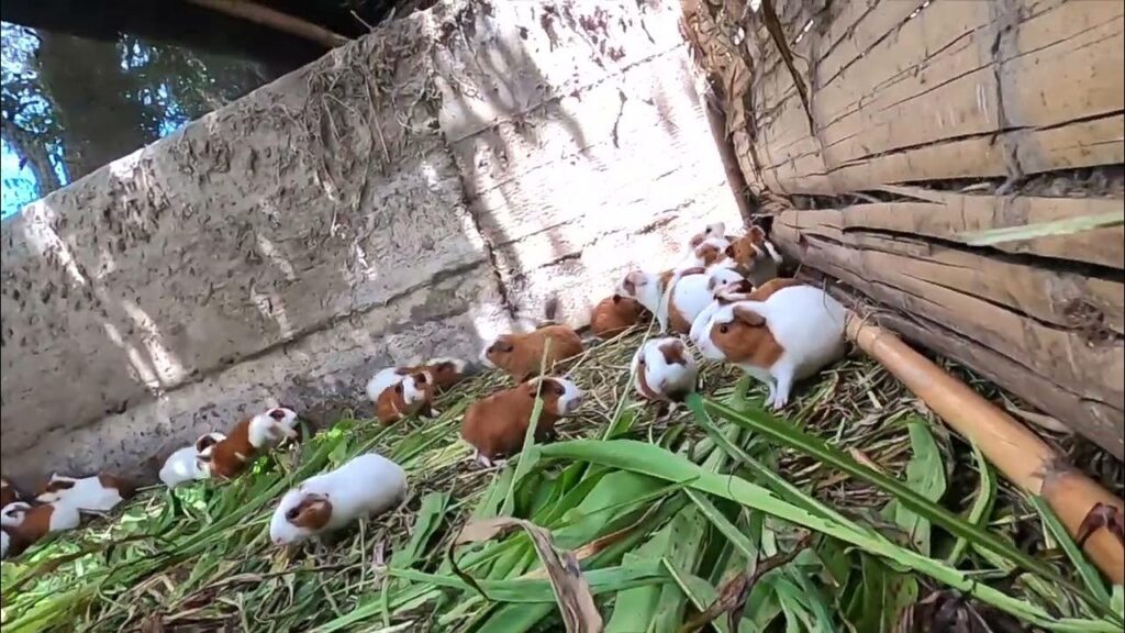 Sustainable guinea pig farming setup in Peru's Andes for meat production.