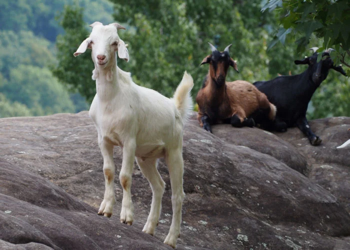 Kiko Goat Breed