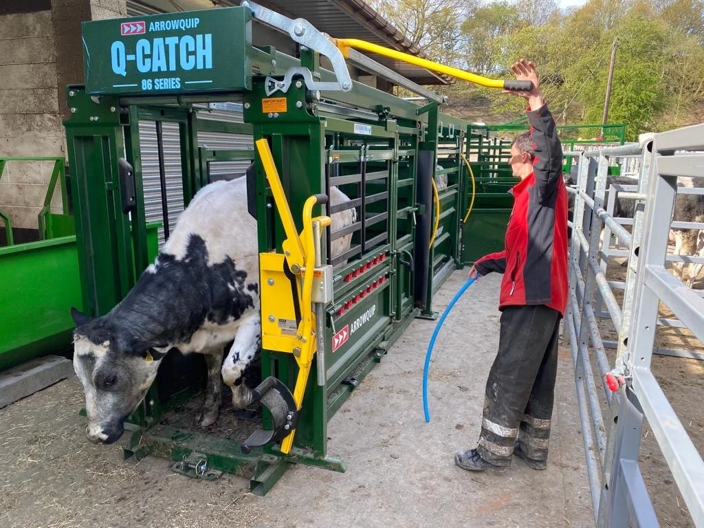 Low-stress Cattle Handling
