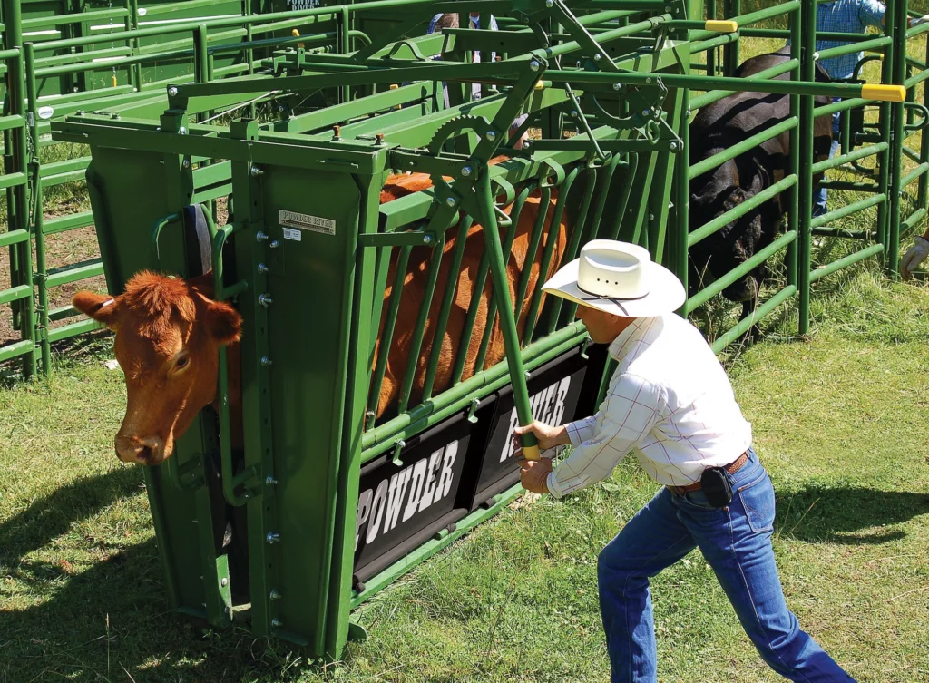 Farmer using low-stress techniques to handle cattle safely in a curved chute