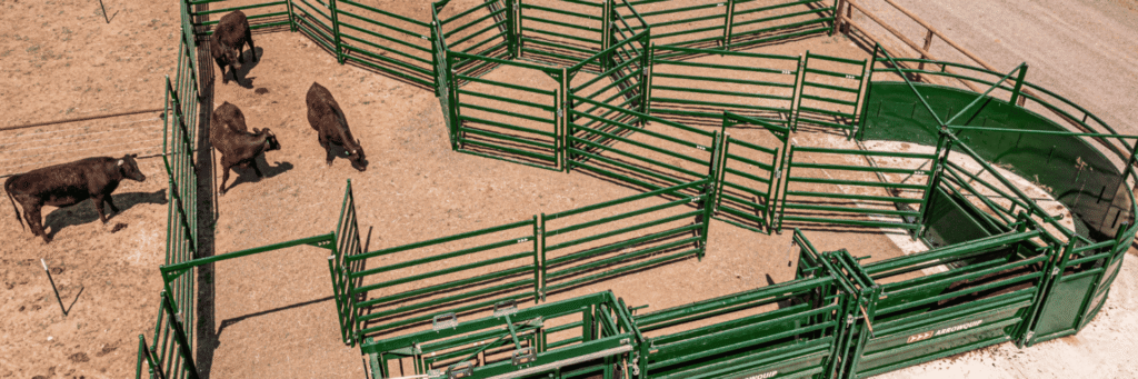 Modern cattle handling facility designed for safe and low-stress cattle restraint