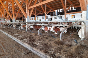 Modern dairy barn with cows on sand bedding