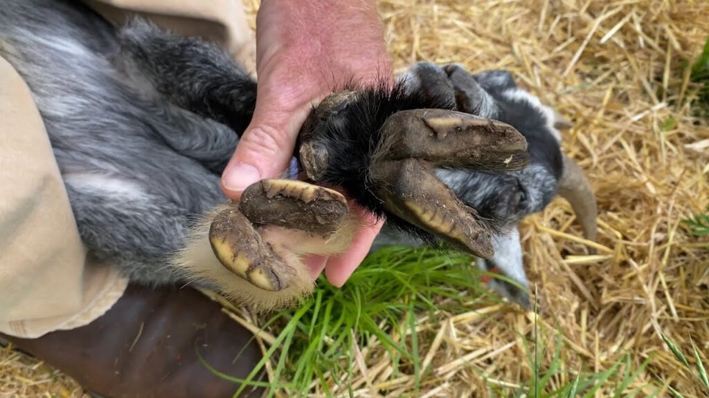 Importance of goat hoof trimming in preventing common Australian livestock health issues.