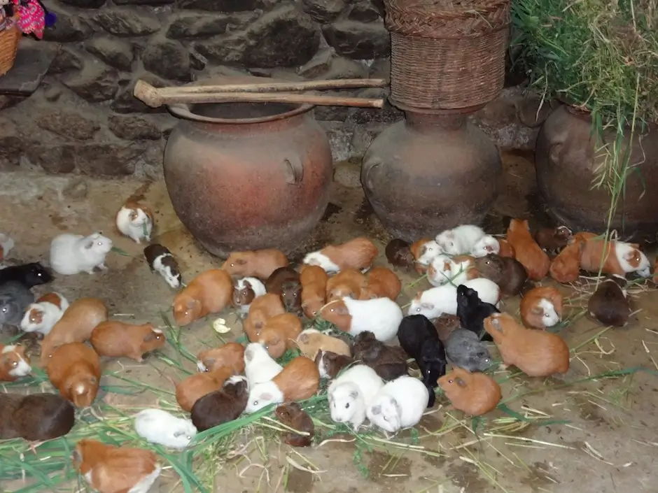 Guinea pig for meat farming in Peruvian agriculture