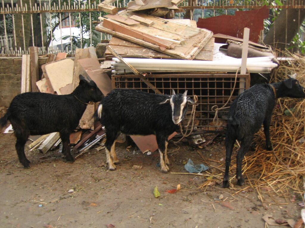 Three Black Bengal Goats