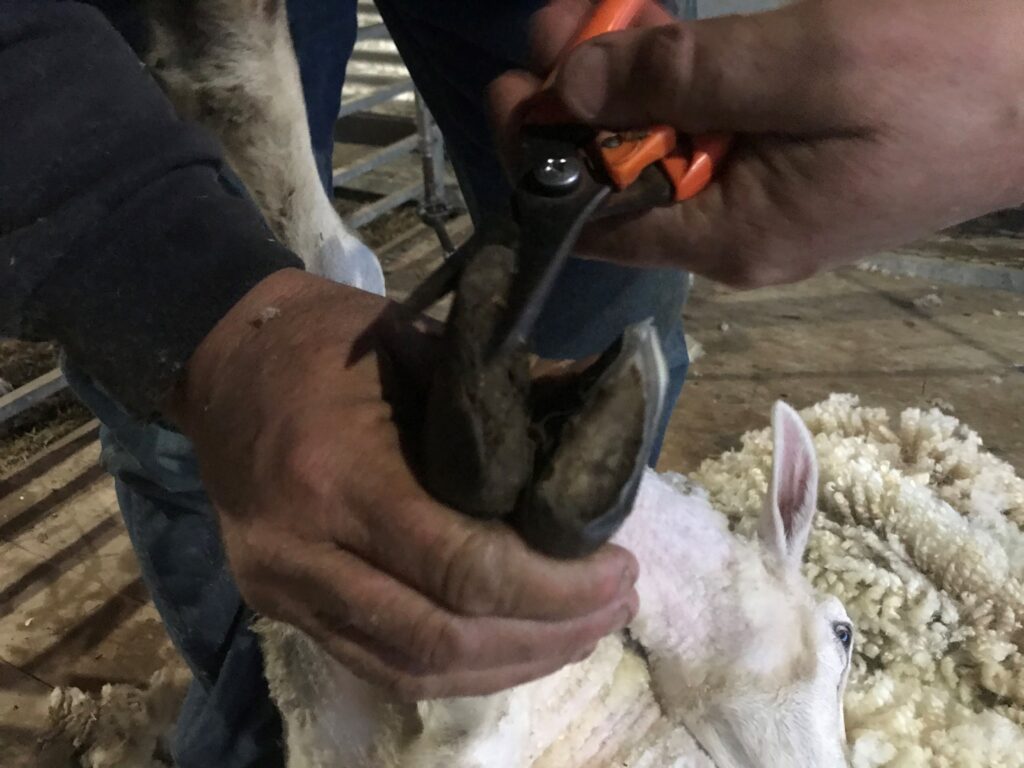 Reliable goat hoof trimming service in Australia maintaining healthy livestock hooves